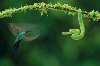 A hummingbird stares down a snake