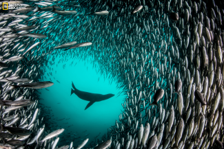 1.3.P.9 Pristine Seas National Geographic