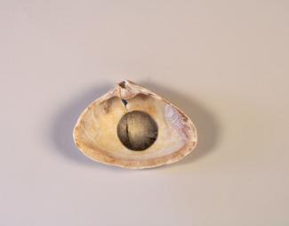Center of the Universe [Centro del Universo], 2017-2026   Graphite on seashells   Grafito sobre las conchas marinas 