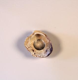 Center of the Universe, 2017-2026   Graphite on seashells   