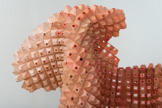 Imaginal Cells
